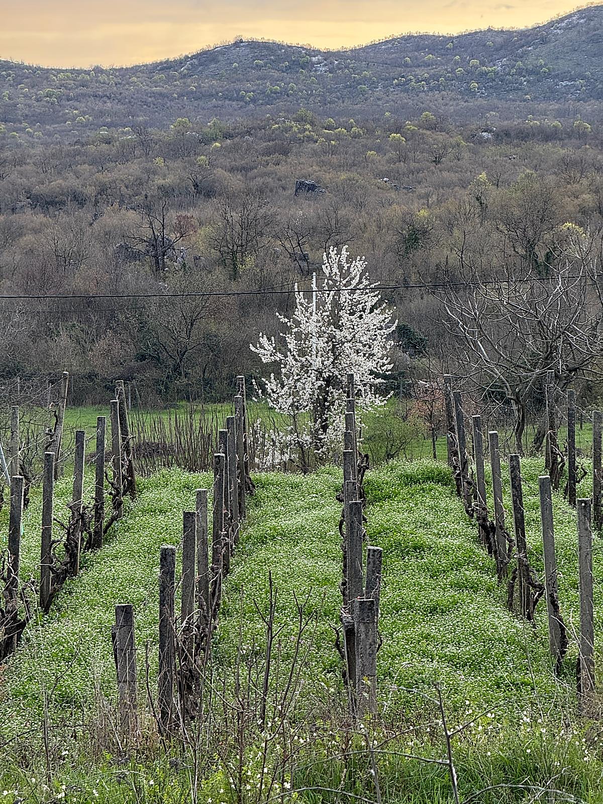 Rascvjetani badem iznad vinograda