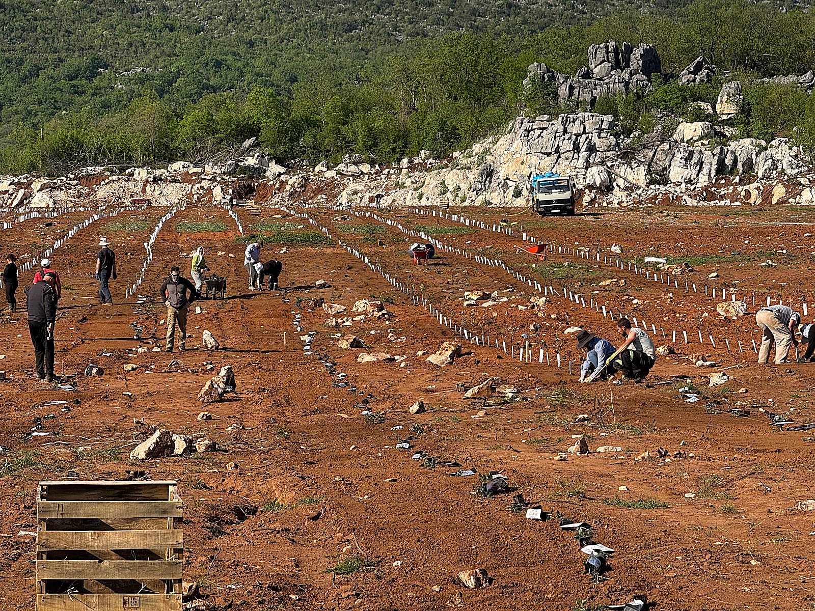 Dan sadnje, radovi na plantaži